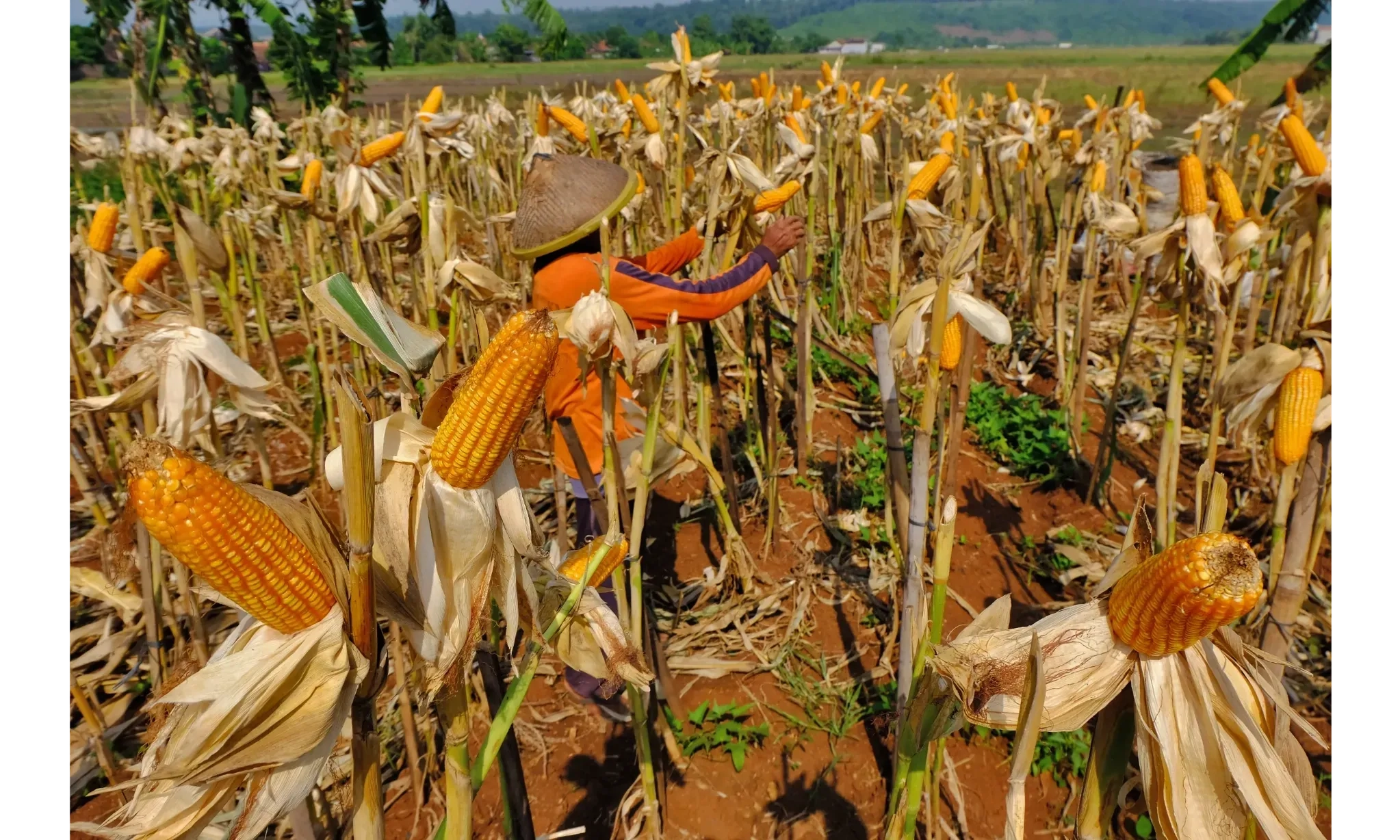 <p id="isPasted">Harga Pangan 15 Oktober 2024, Jagung Naik Paling Tinggi</p>