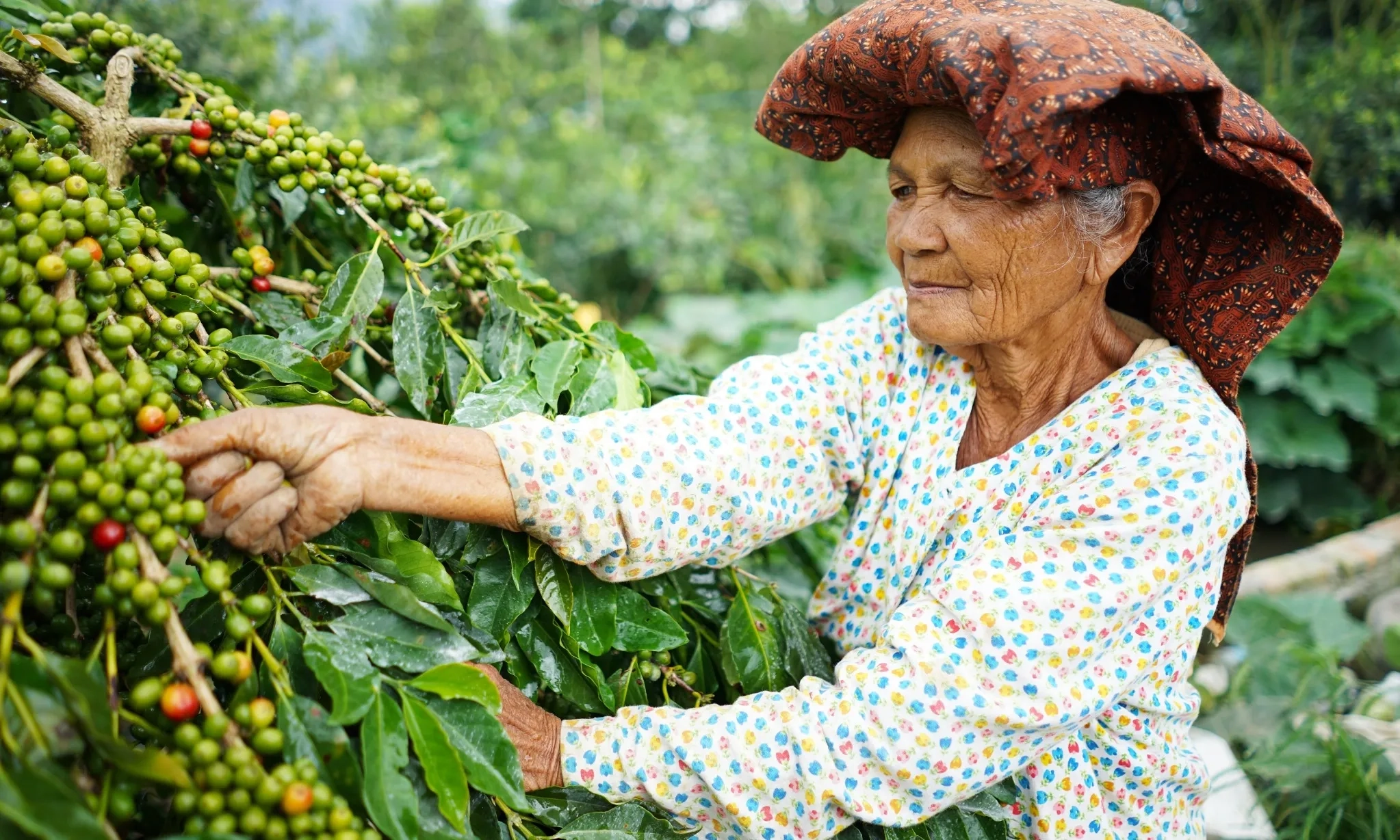 <p id="isPasted">Indonesia Surplus Perdagangan Kopi US$1,47 Miliar</p>