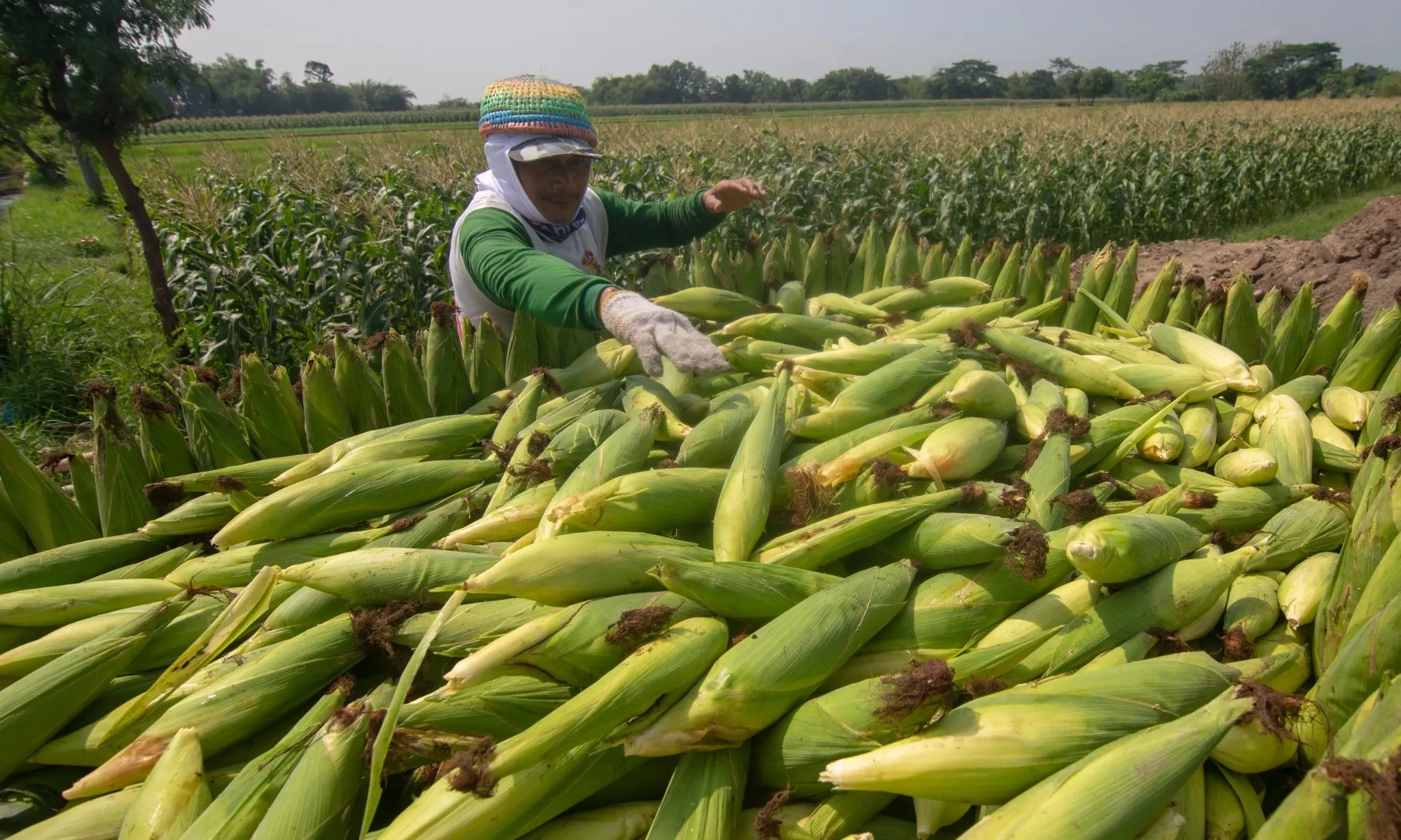 <p id="isPasted">Harga Pangan, 16 Oktober 2024, Jagung Naik 16,5%</p>