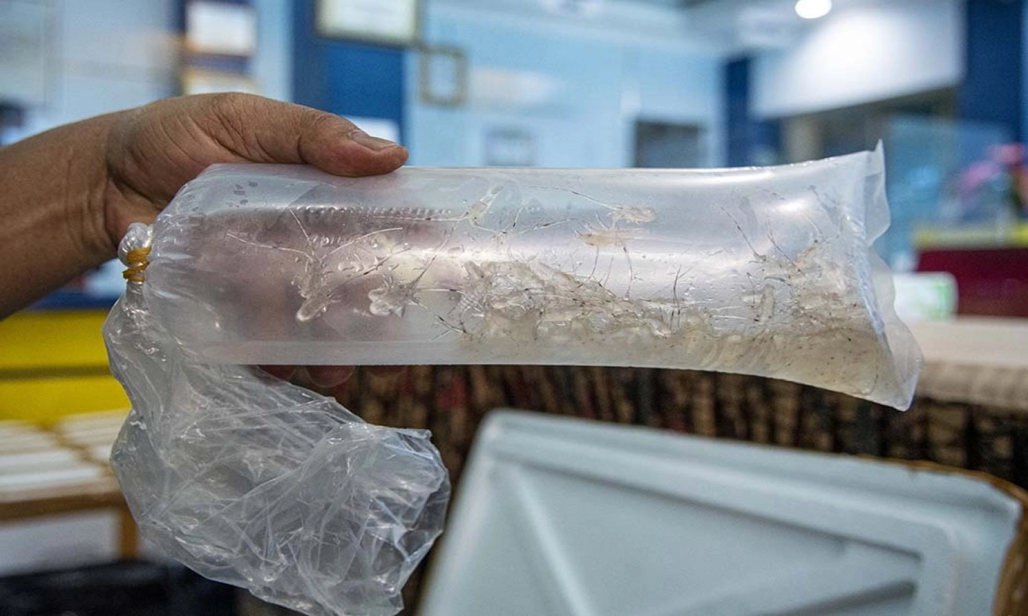 <p>Polri Sebut 3 Kerugian Penyelundupan Benih Lobster</p>