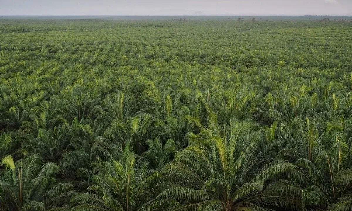 <p>Klon Unggul Sawit Hasil Inovasi AAL Dan BRIN Menanti Hak Paten</p>