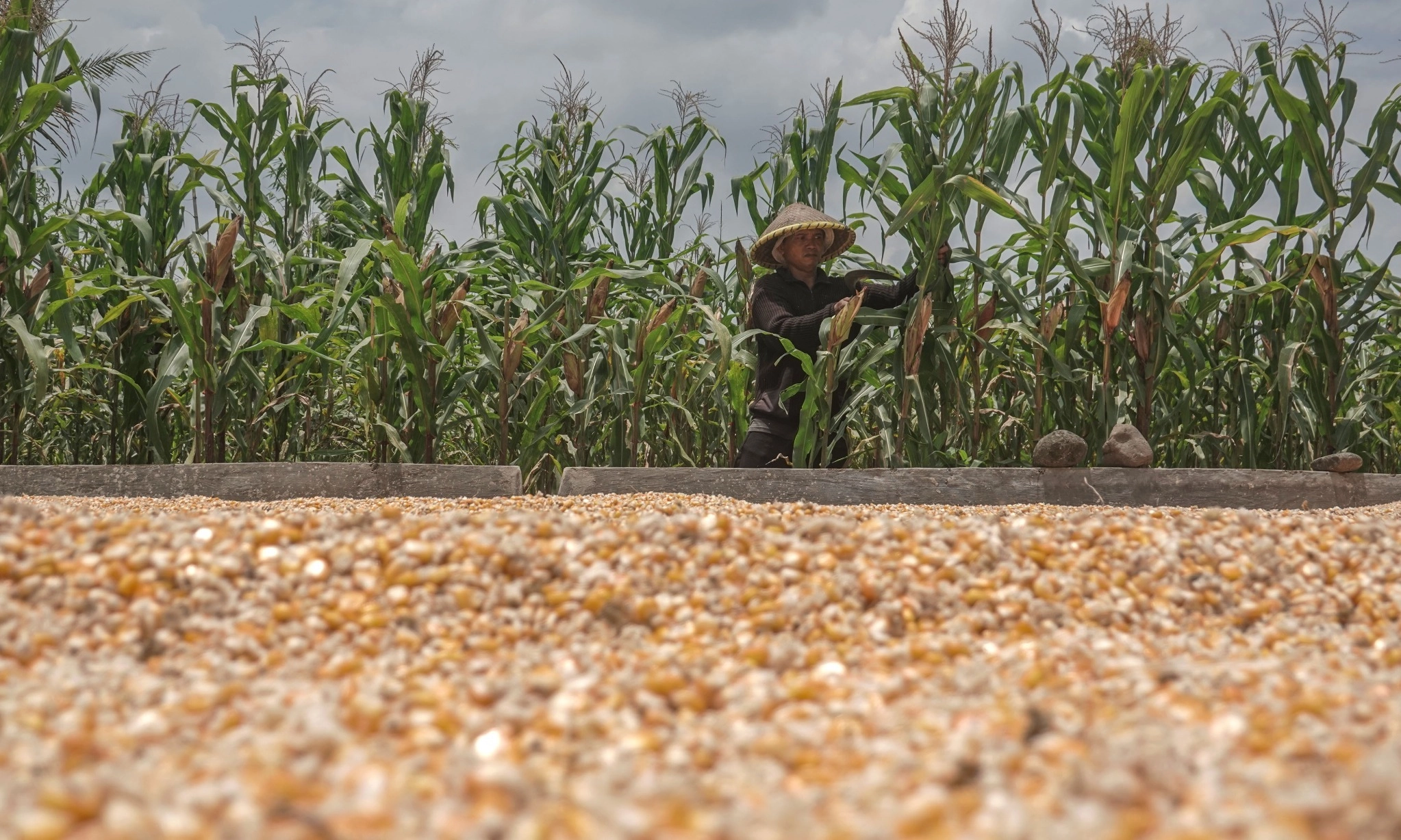 <p id="isPasted">Harga Pangan 24 Oktober 2024, Jagung Melonjak 24,62%</p>