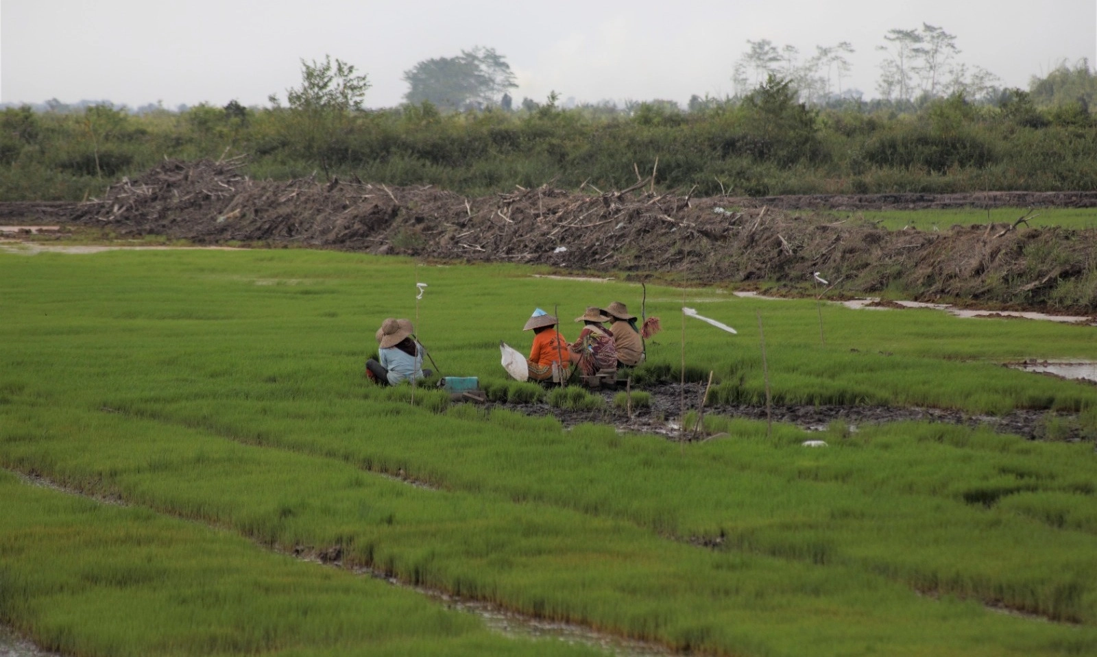 <p>Kementan Pastikan Program Cetak Sawah 3 Juta Ha Hingga 2029</p>