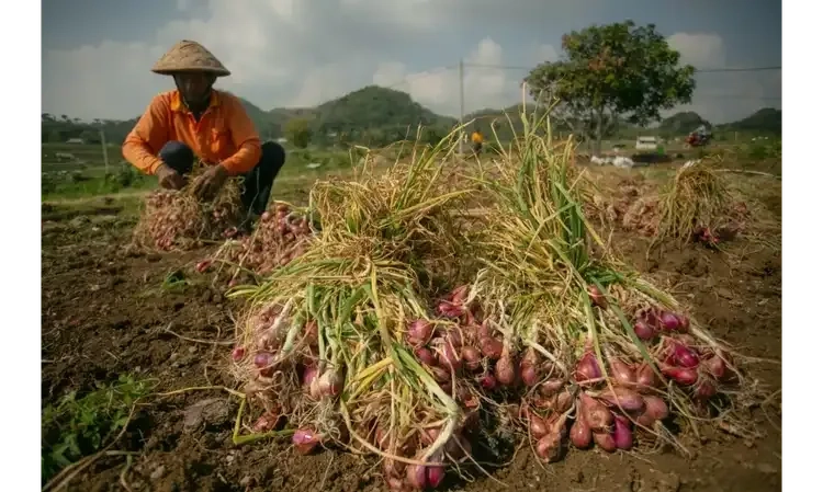 <p id="isPasted">BPS Ingatkan Harga Bawang Merah, Kementan Pastikan Stoknya Aman</p>