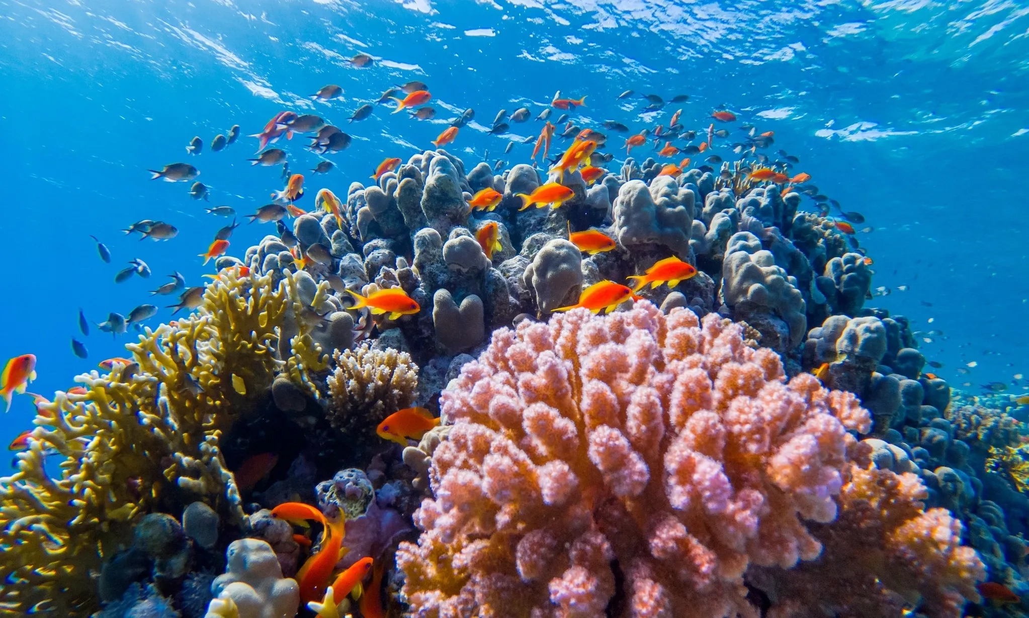 <p>Karang: Hewan Menakjubkan Yang Hidupnya Kian Menantang</p>