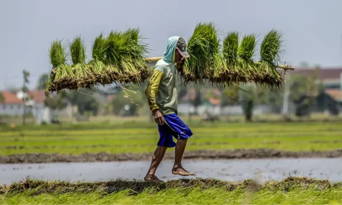 <p id="isPasted">Kementan Mulai Kembangkan Benih Unggul di 7 Juta Hektare Lahan</p>
