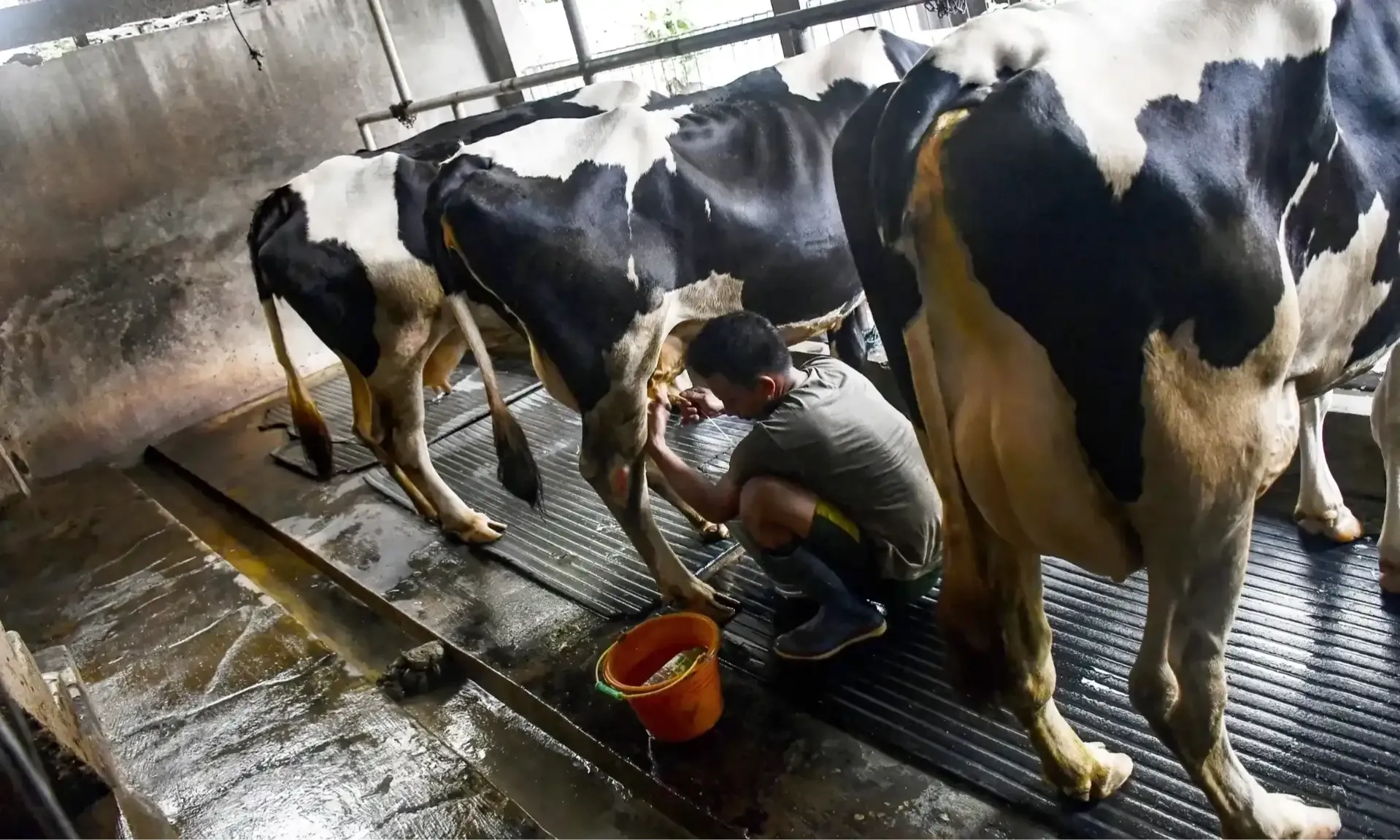 <p>Kementan Kejar 112 Perusahaan Yang Janjikan Investasi Impor Sapi Hidup </p>