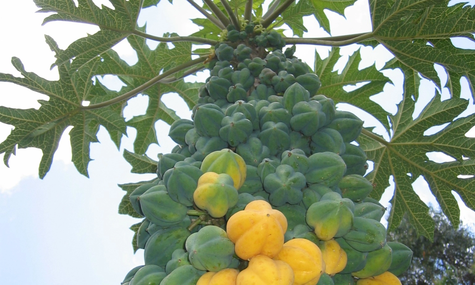 <p>Carica, Si Kuning Manis Kebanggaan Masyarakat Dieng</p>