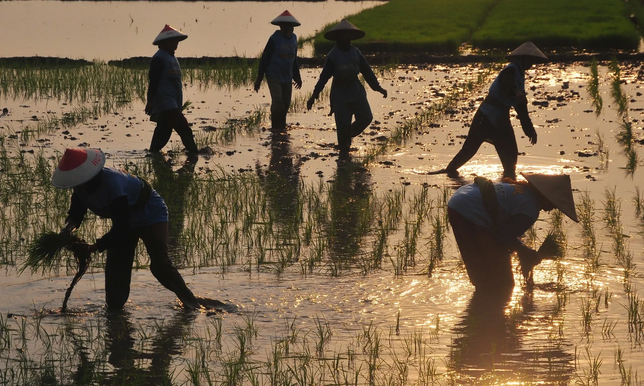 <p id="isPasted">Menarget Ulang Swasembada Pangan</p>