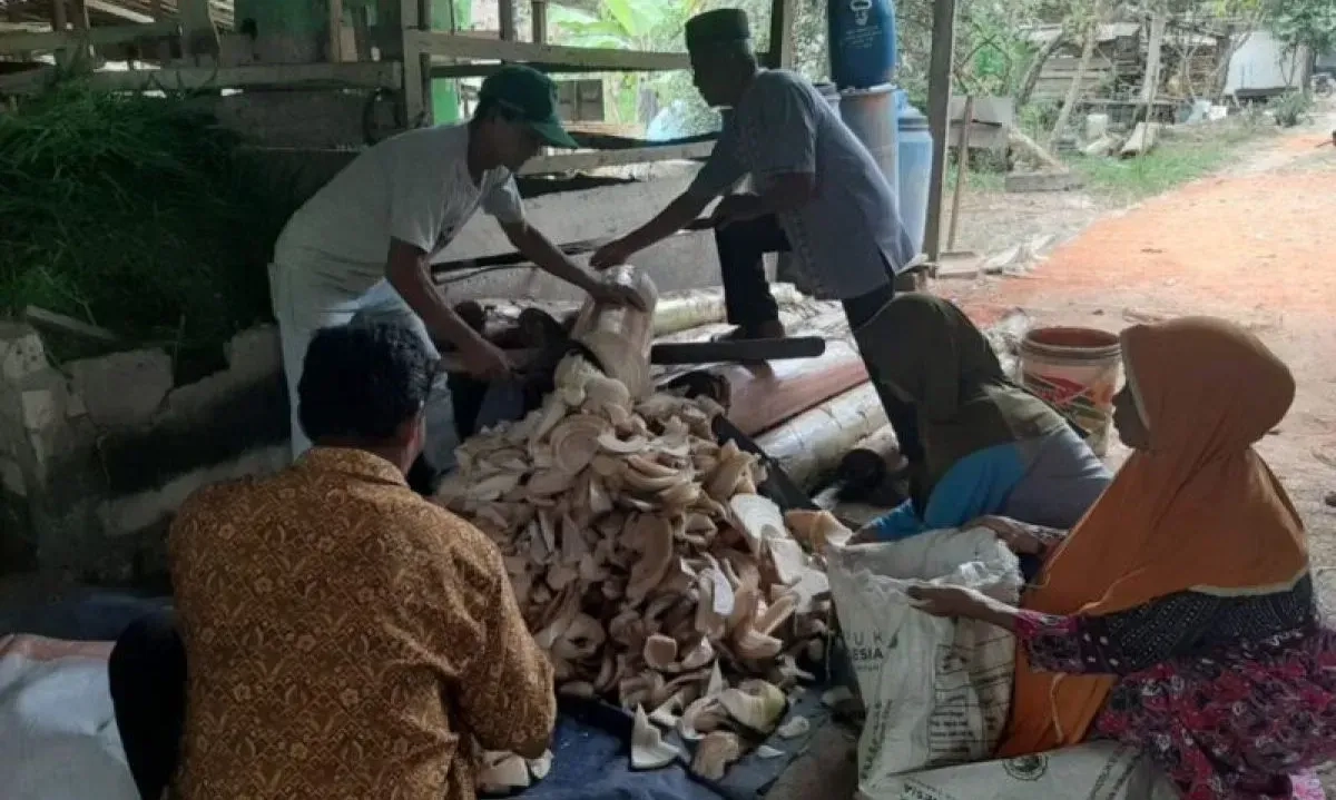 <p>Universitas Jambi Ajari Peternak Olah Limbah Batang Pisang Jadi Pakan Ternak</p>