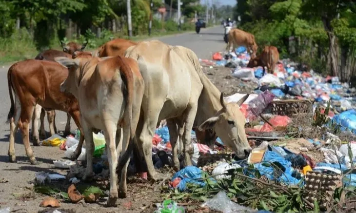 <p>Peneliti Temukan Kandungan Mikroplastik Pada Sapi Di Wilayah TPA</p>