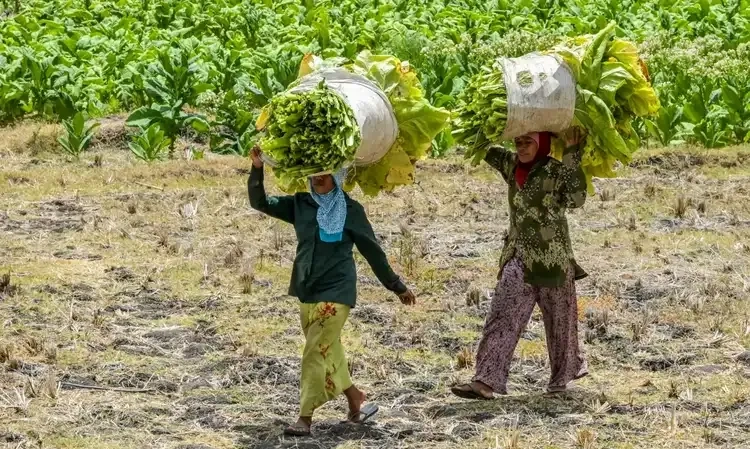 <p>Petani Tembakau Minta Perlindungan Presiden Prabowo Dari Aturan yang Kontraproduktif</p>