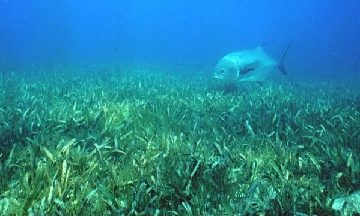 <p>Mengenal Lamun, Tumbuhan Yang Hidup di Dasar Laut</p>