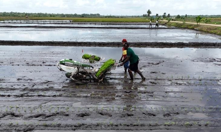 <p>CIPS: Sektor Pertanian Indonesia Masih Perlu Aliran Segar Investasi</p>