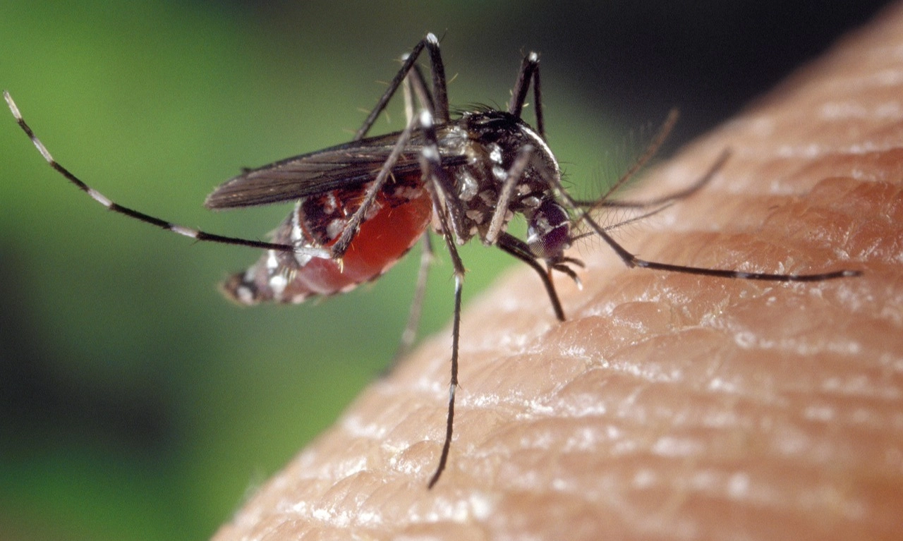 <p>Nyamuk Ber-Wolbachia Bisa Dorong Penurunan Dengue Hingga 30 Tahun Ke Depan</p>