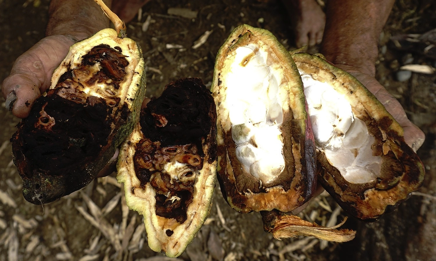 <p id="isPasted">Kakao Masuk Swasembada Pangan, Petani: Masih Banyak PR Pemerintah</p>