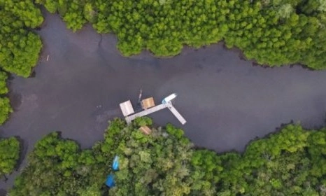 <p>Pemekaran Sebab Luas Hutan Papua Barat Turun</p>