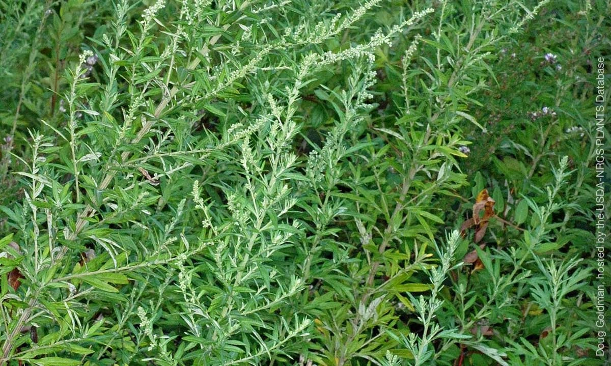 <p>Ragam Manfaat Mugwort Untuk Kesehatan Kulit</p>