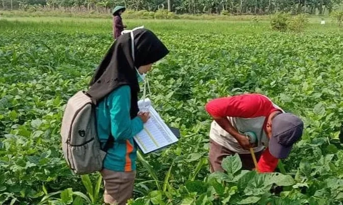 <p>Kejar Swasembada Pangan, Pemerintah Siapkan Penyuluh Pertanian Tiap Desa</p>