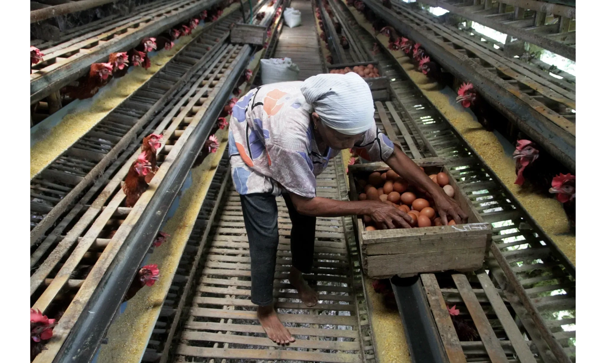 <p id="isPasted">ID FOOD Gandeng Peternak Kecil Pasok Telur Dan Ayam Di Program MBG</p>