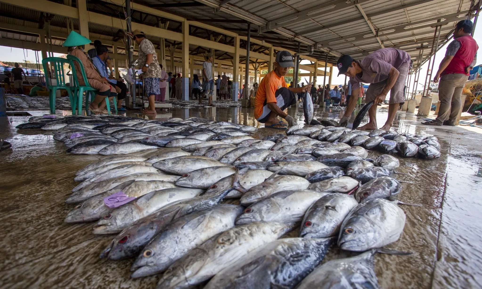 <p id="isPasted">KKP Mengaku Siap Penuhi Kebutuhan Produk Ikan di MBG</p>