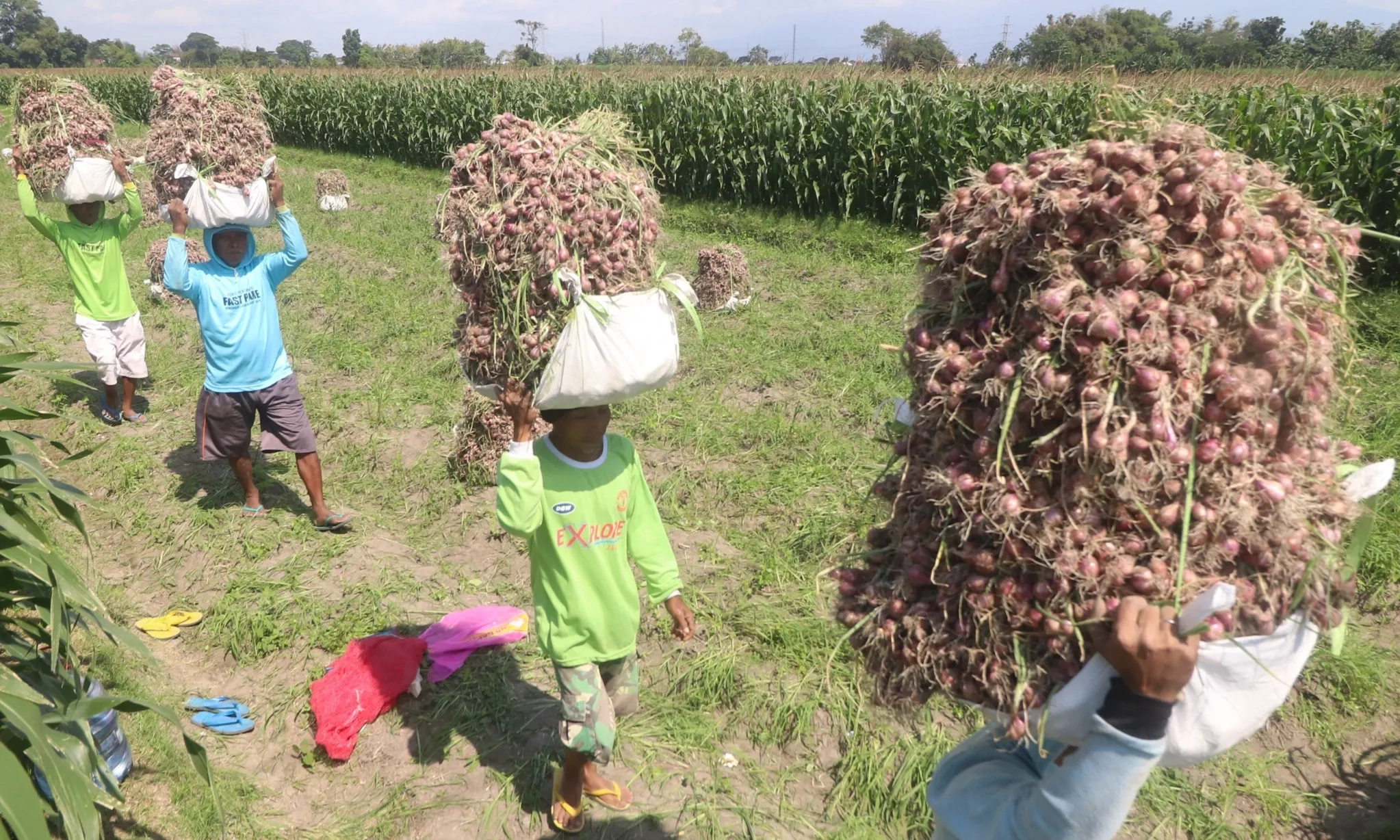 <p>BPS: Bawang Merah Dan Tomat Sebabkan Inflasi November 0,03%</p>