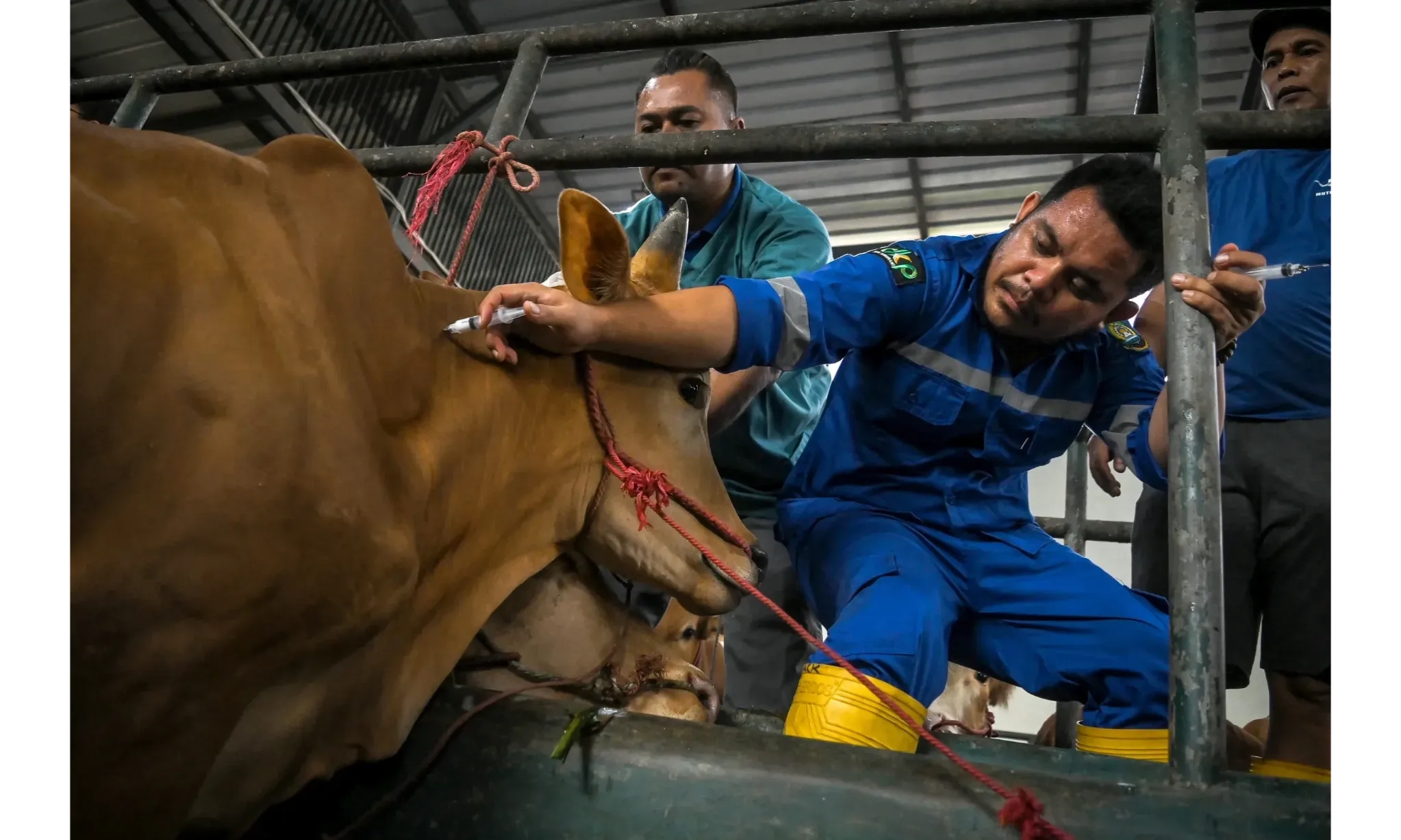 <p>Pakan Rumput Laut Mampu Turunkan Emisi Gas Metana Dari Peternakan Sapi</p>