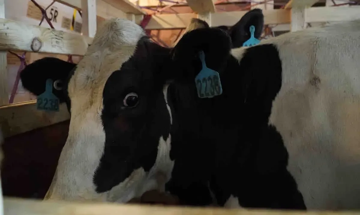 <p>Genjot Produksi Susu, Sapi Perah Bunting Impor Asal Australia Mulai Tiba</p>