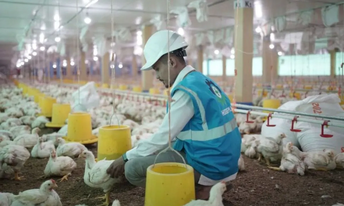<div dir="auto" id="isPasted">Ada Program MBG, Investor Ramai-Ramai Bangun Peternakan Ayam Petelur</div>
