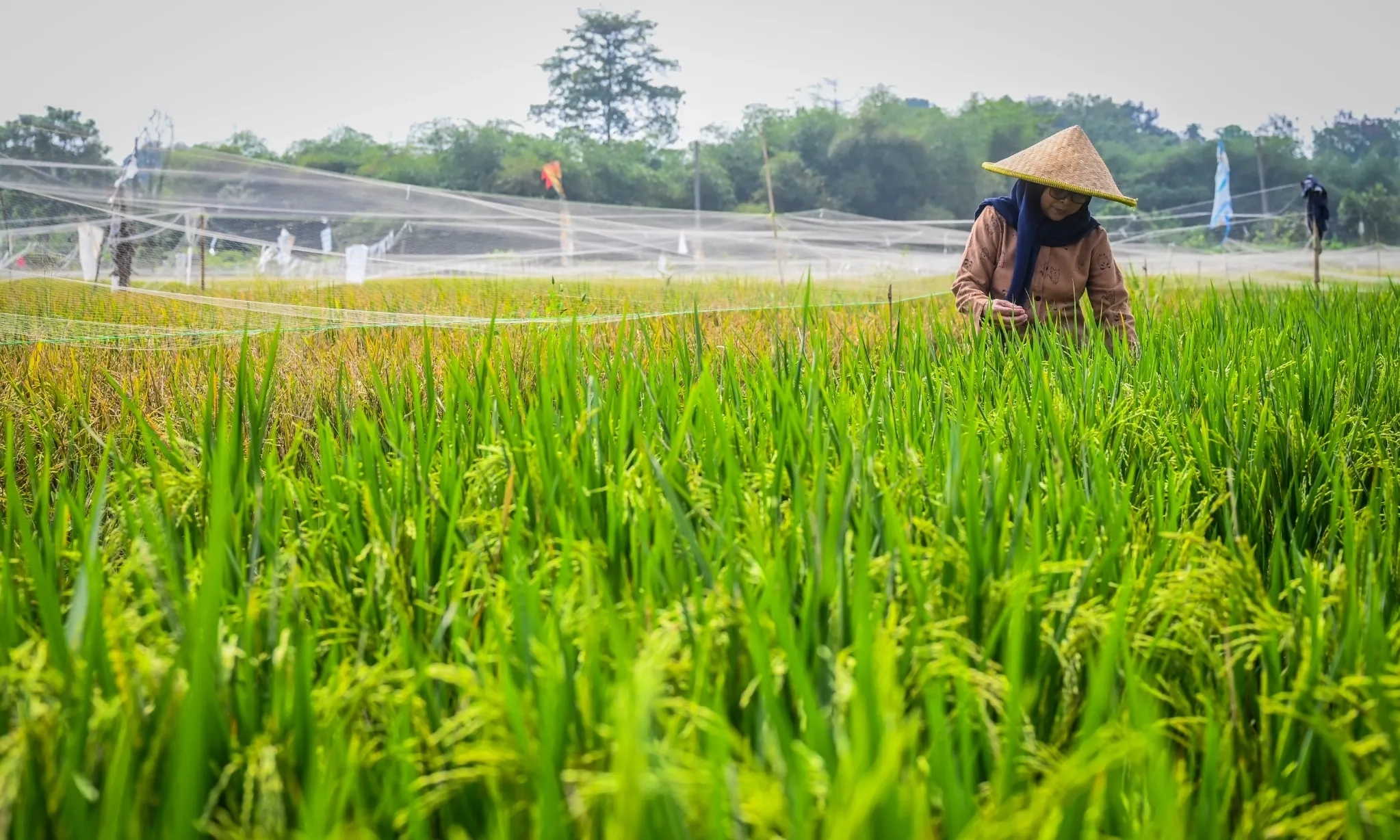 <p>Target Swasembada Dan Peliknya Fundamen Data</p>