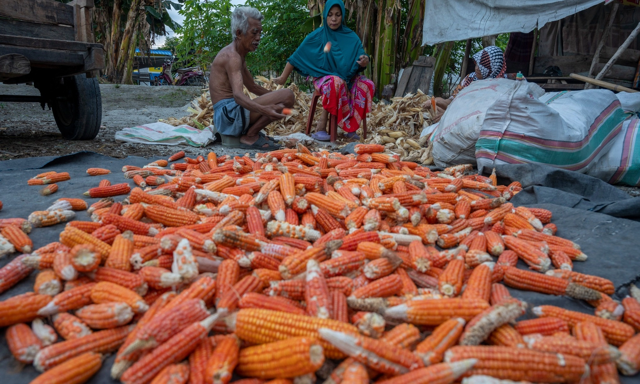 <p id="isPasted">Wah, Harga Jagung Di Tingkat Peternak Melonjak 52,61%</p>