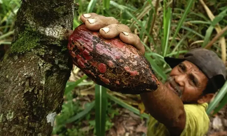 <p>Petani Kakao Didorong Terapkan Agroforestri</p>