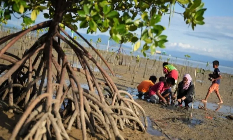 <p id="isPasted">Menaksir Potensi Mangrove RI Di Perdagangan Karbon Dunia</p>
