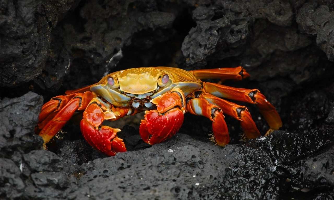<p>Peneliti Temukan Kemungkinan Kepiting Dan Lobster Bisa Merasakan Sakit</p>