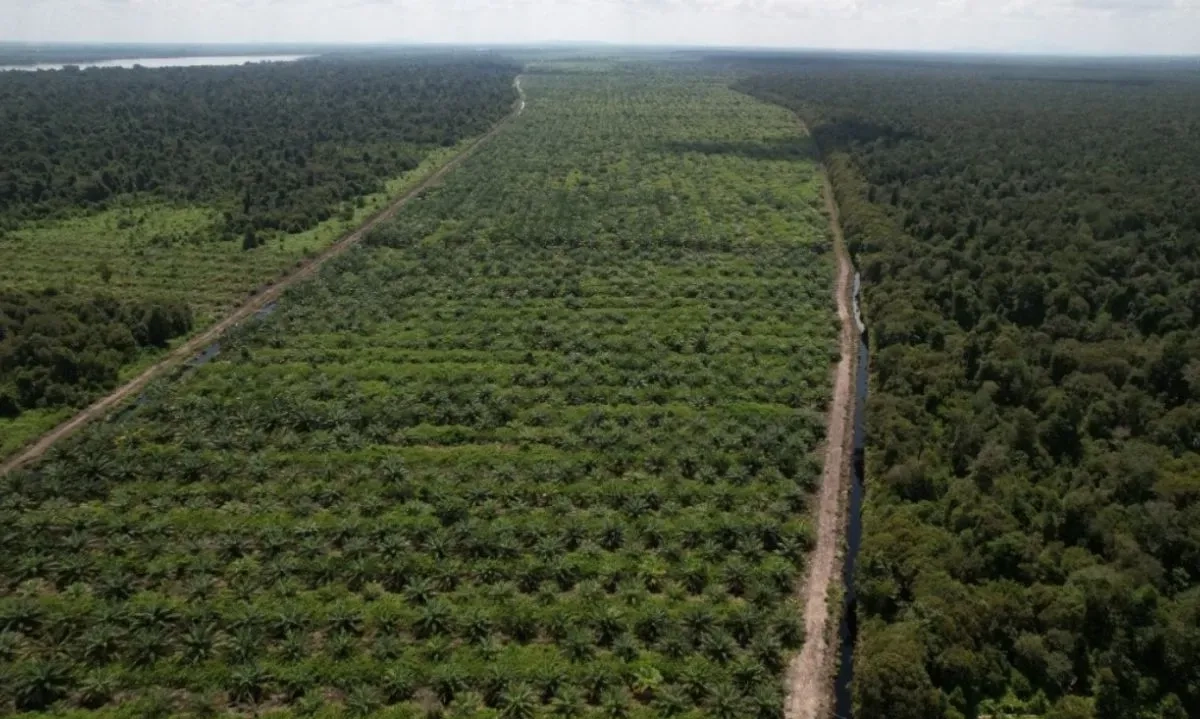 <p>Apkasindo: Petani Dukung Gagasan Presiden Soal Sawit</p>