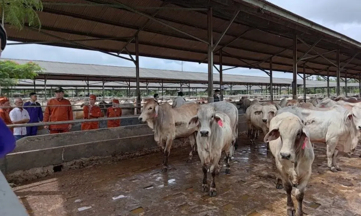 <p>Badan Karantina Pastikan Sapi Impor Untuk Program Astacita Bebas Dari PMK</p>
