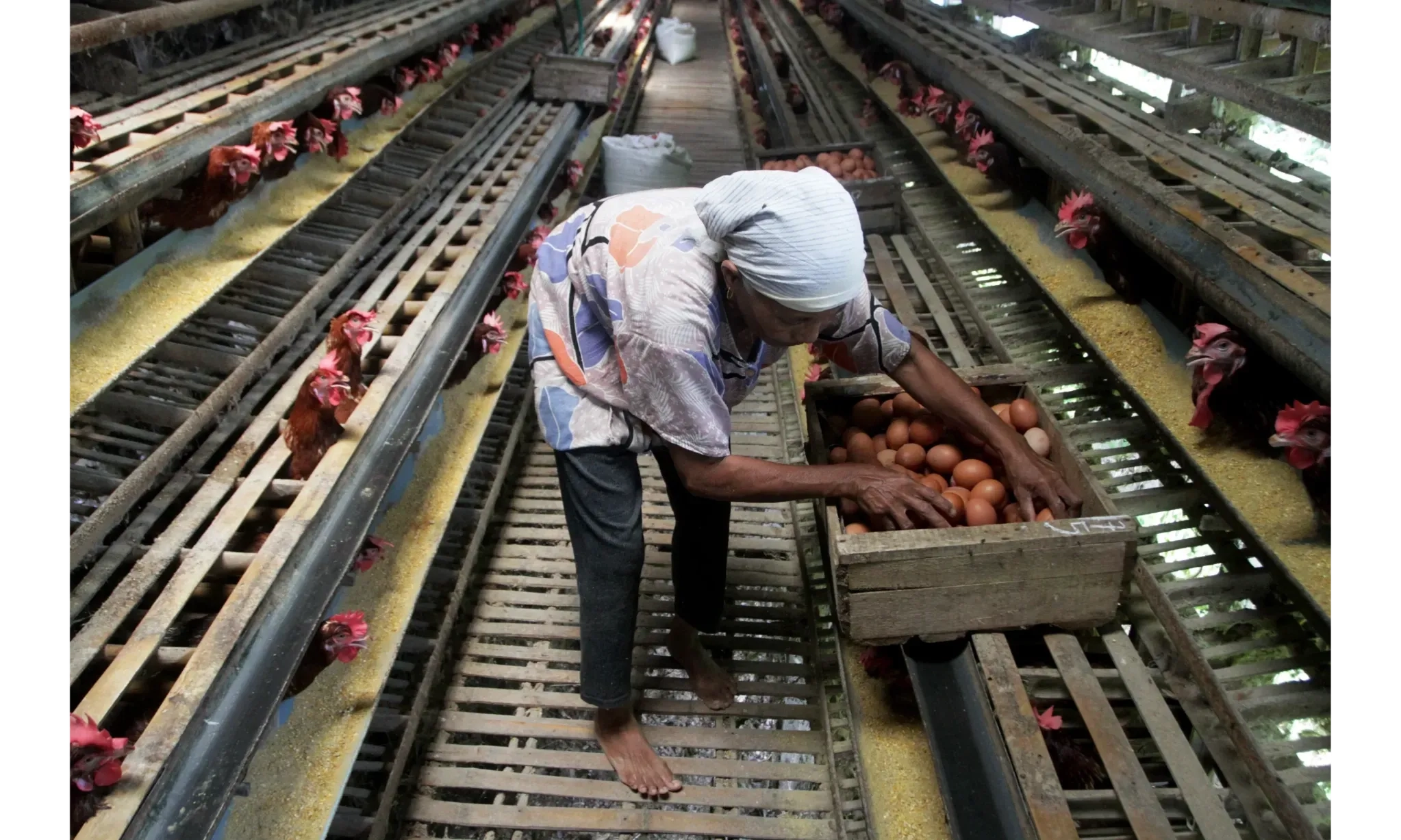 <p>Ada Rencana Impor Gandum Pakan, Peternak Layer Akui Jagung Lokal Lebih Unggul</p>