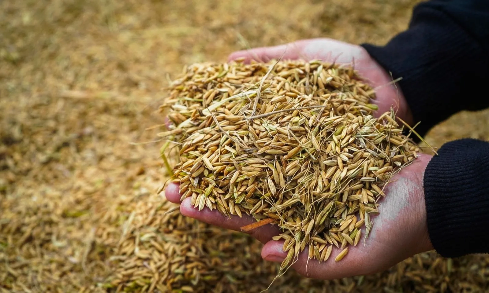 <div dir="auto" id="isPasted">Pemerintah Bakal Berlakukan HPP Gabah 15 Januari 2025</div>