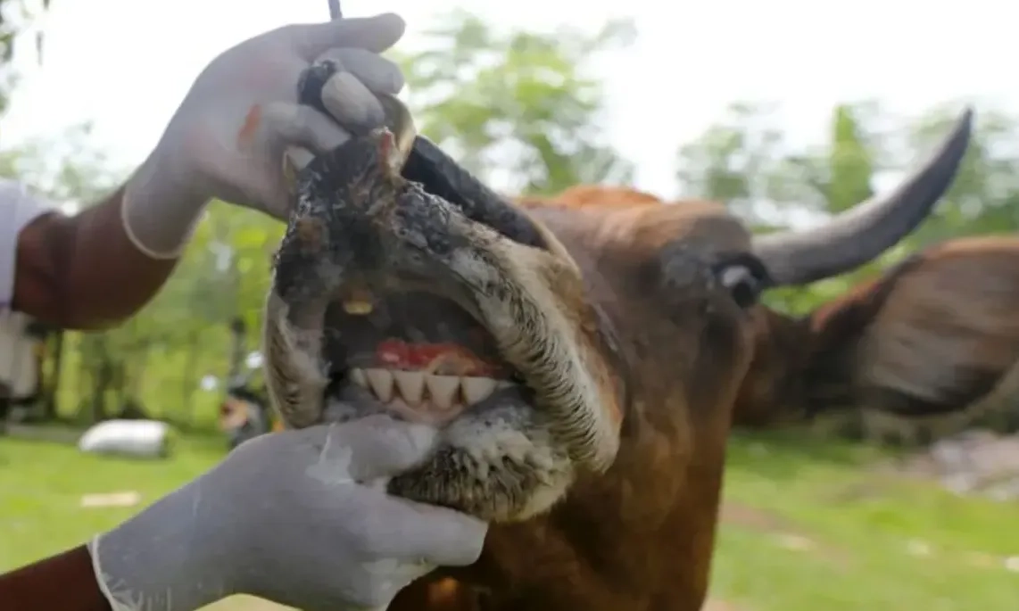 <p>Pemda DIY Temukan 948 Hewan Ternak Terinfeksi PMK</p>