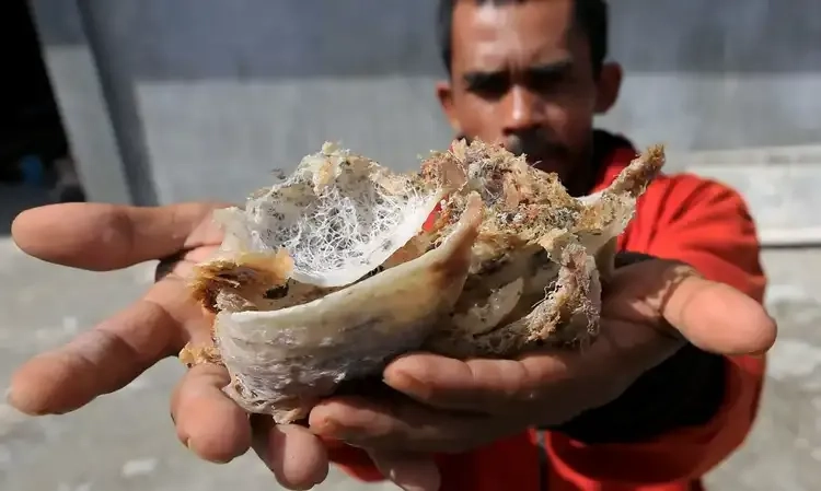 <p id="isPasted">Kementan Minta Masyarakat Tingkatkan Budidaya Sarang Burung Walet Untuk Ekspor</p>