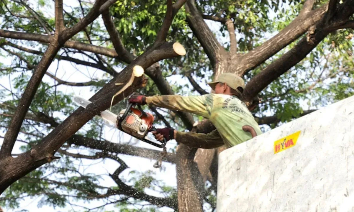 <p>Antisipasi Tumbang, 82.571 Pohon di Jakarta Dipangkas Sepanjang 2024</p>