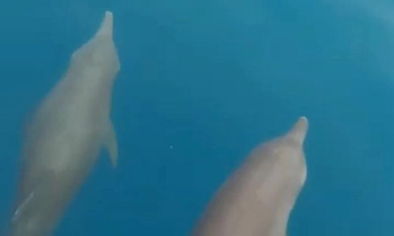 <p>Kawanan Lumba-lumba Kerap Muncul Di Pulau Pramuka</p>