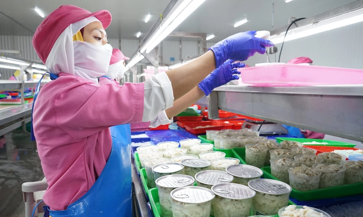 <p id="isPasted"><em>Pilot Project&nbsp;</em>Rajungan<em>&nbsp;</em>KKP Naikkan Nilai Jual 42,19%</p>