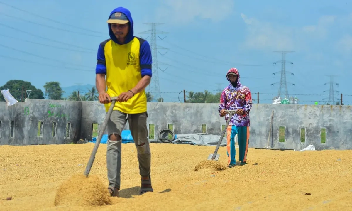 <p>Kepbadan 2/2025 Terbit, Bapanas Pastikan HPP Gabah Tahun Ini Naik</p>