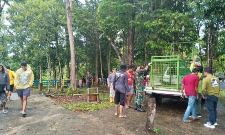 <p>BKSDA Ingatkan Warga Mukomuko Harimau Ganas Berkeliaran&nbsp;</p>