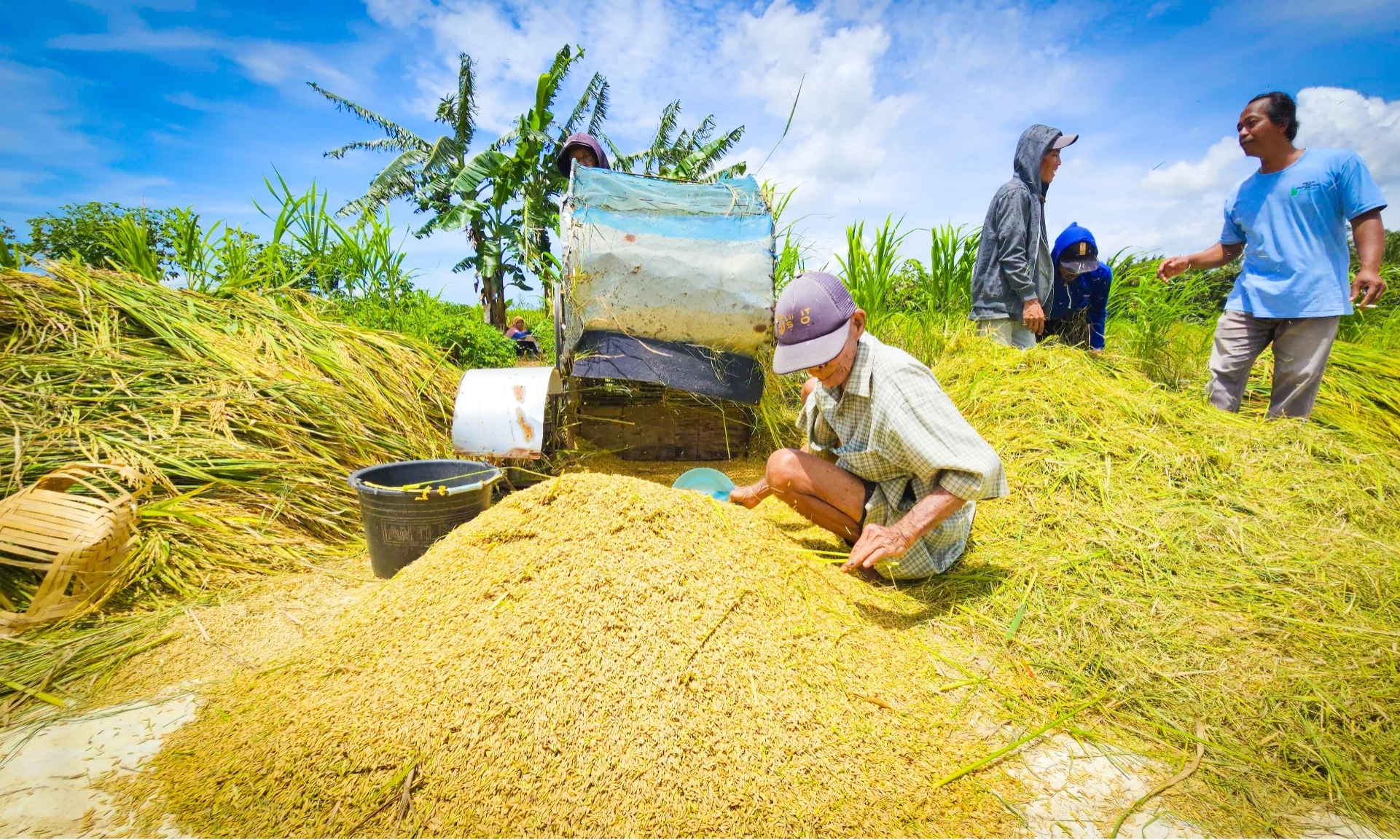 <p id="isPasted">Geram Harga Anjlok, Wamentan: Dua Hari Lagi Bulog Harus Serap Gabah Petani</p>