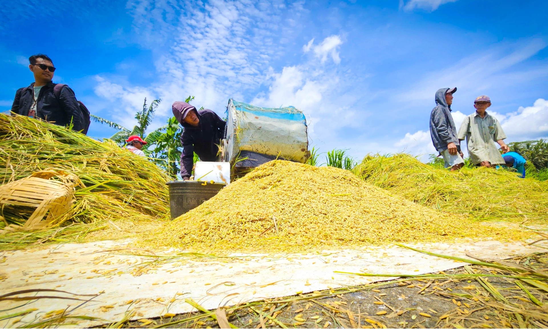 <p id="isPasted">Ada Panen Raya, Pemerintah Atur Pola Intervensi Stabilisasi Pangan &nbsp;</p>