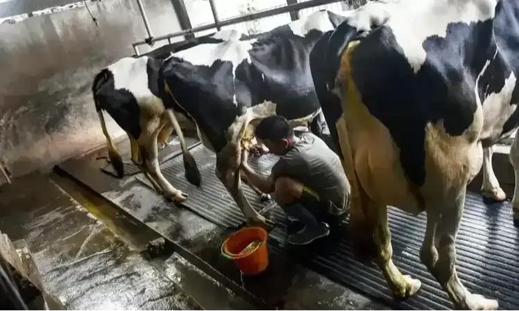 <p>Barantin: Belum Ada Impor Sapi Hidup Untuk Dukung Program MBG</p>