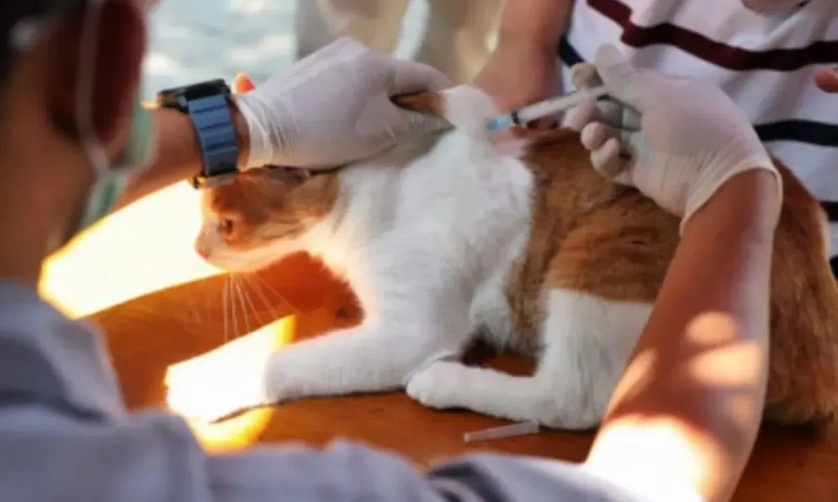 <p>Di Jakarta, Hampir 60 Ribu Hewan Penular Rabies Divaksinasi Sepanjang 2024</p>