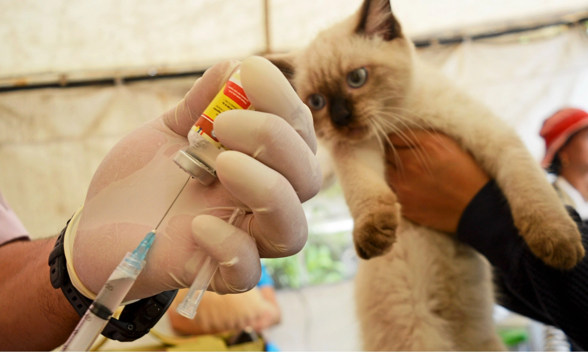 <p>Tanda Kucing dan Anjing Terjangkit Rabies</p>